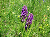 Virgot fotznak